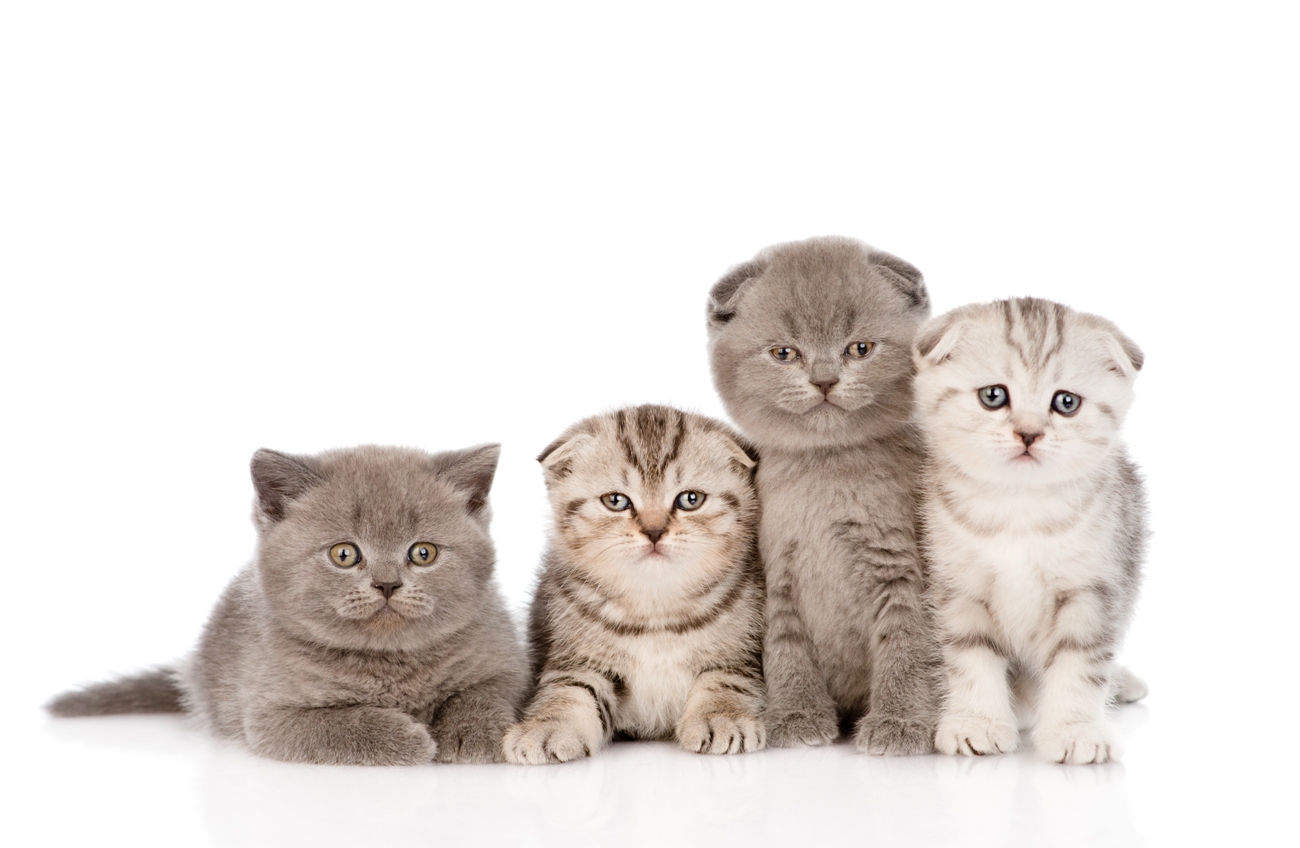 Royal Scottish Fold Kittens 2
